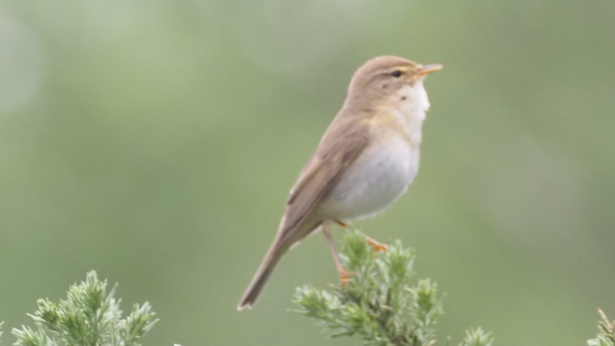 Willow Warbler - Bez Bezuidenhout