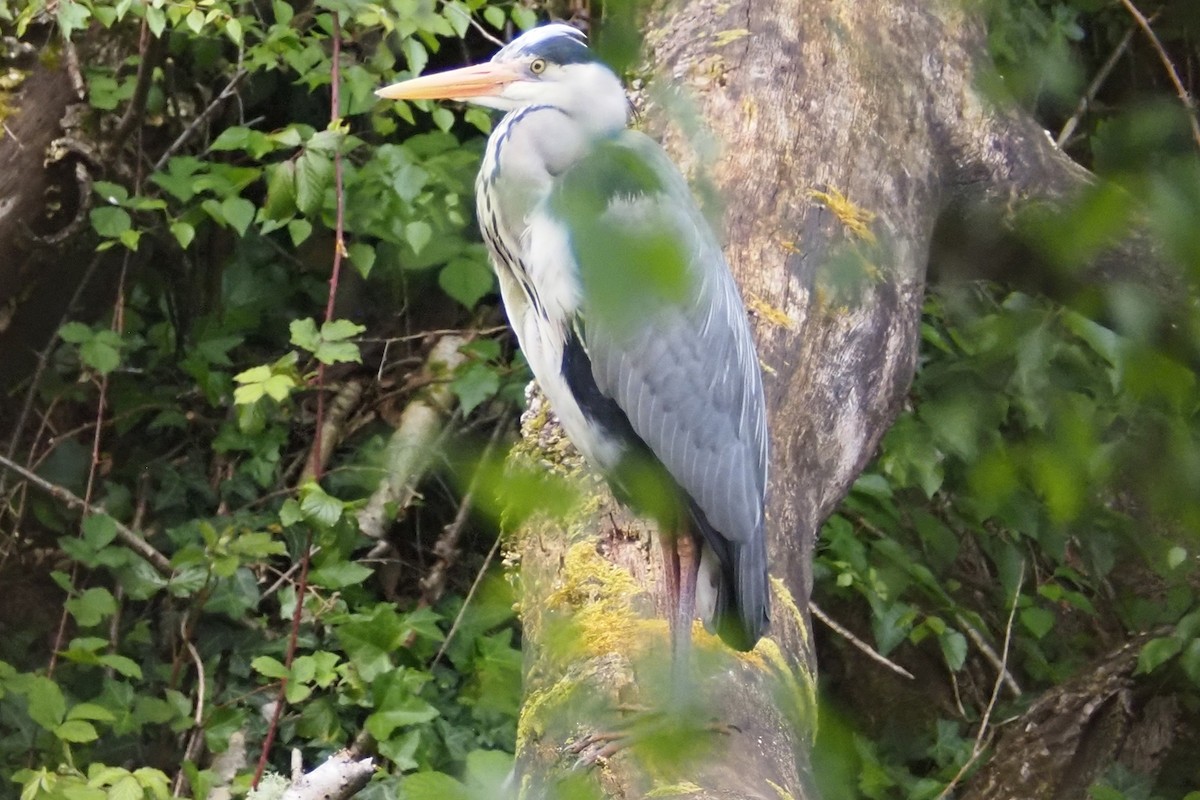 Gray Heron - Bez Bezuidenhout