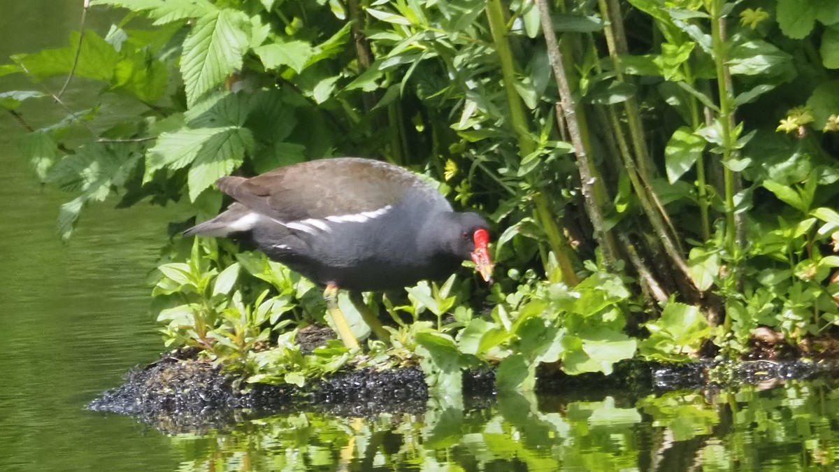 Eurasian Moorhen - Bez Bezuidenhout