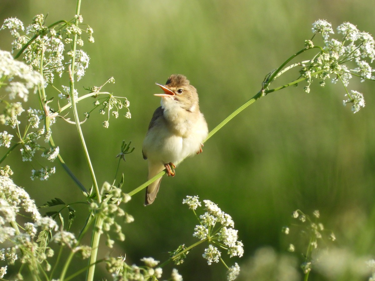 Marsh Warbler - Franciszek Konrad