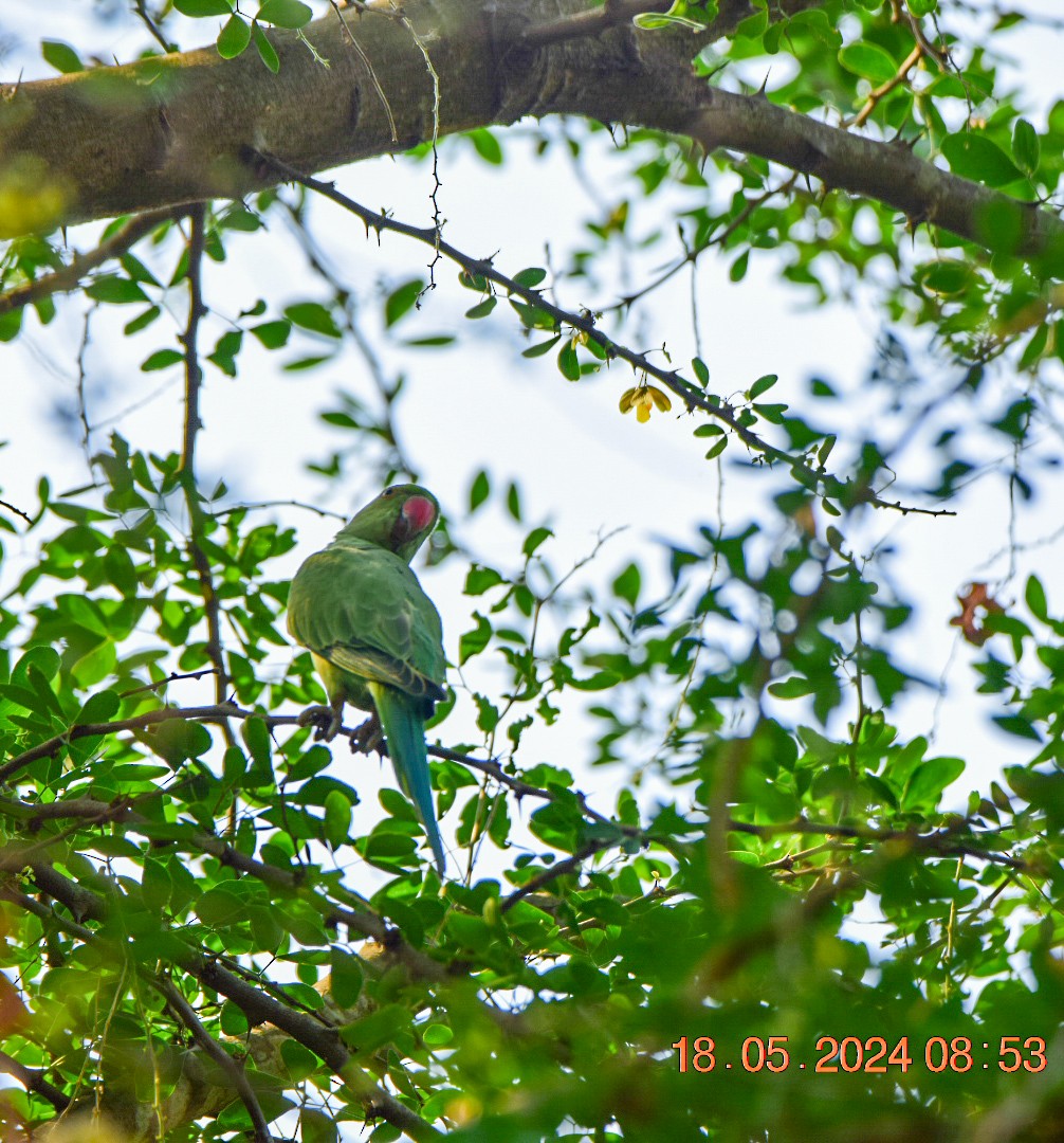Yeşil Papağan - ML619217315