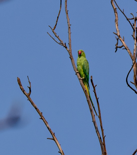 Yeşil Papağan - ML619217316