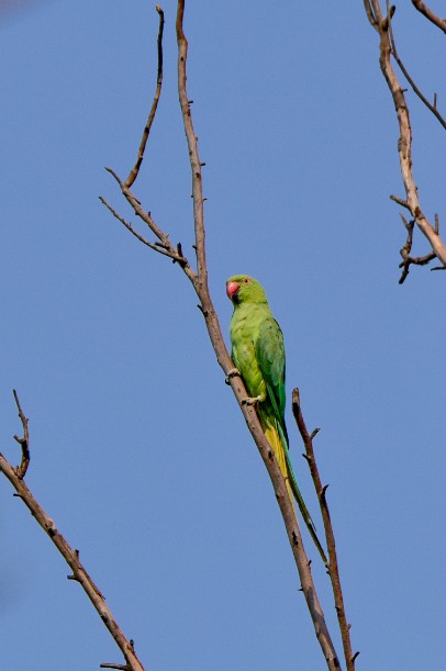 Yeşil Papağan - ML619217317