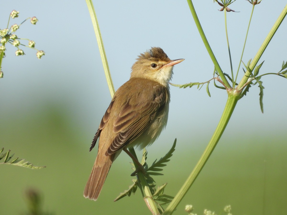 Marsh Warbler - Franciszek Konrad