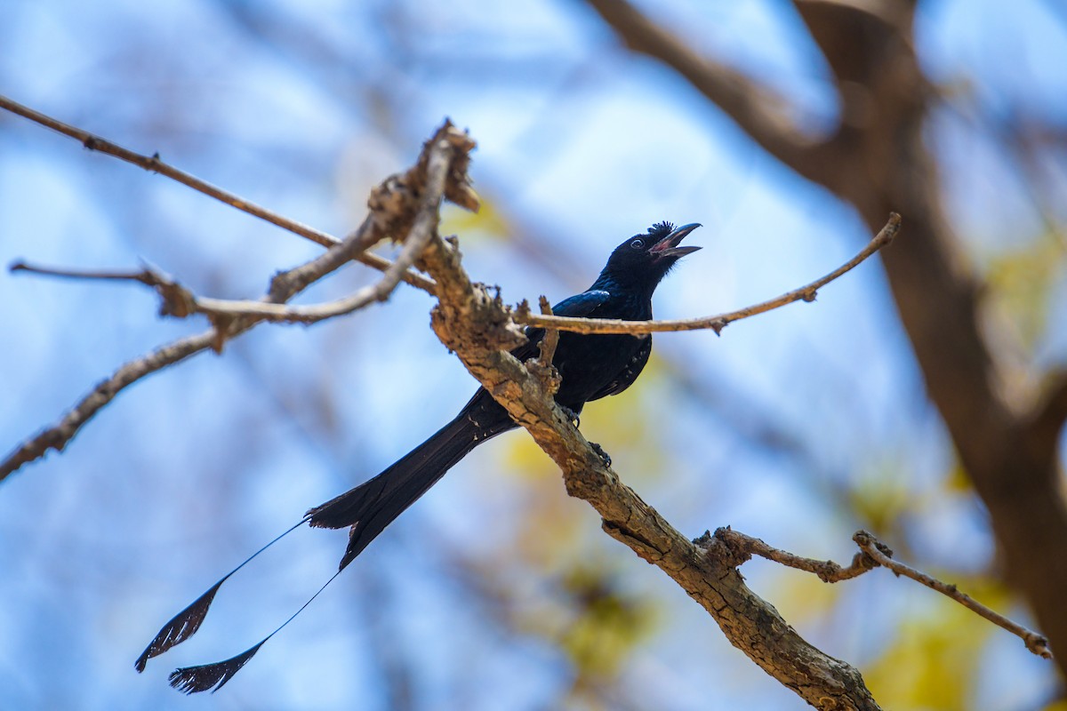 Greater Racket-tailed Drongo - ML619217324