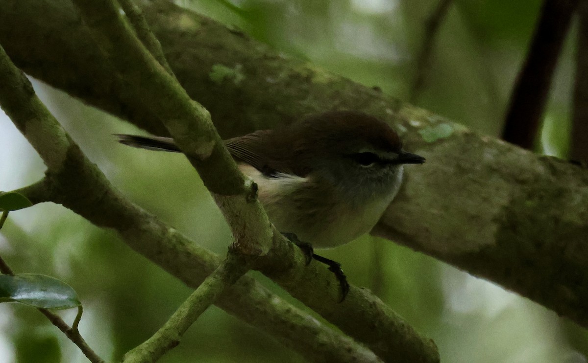 Brown Gerygone - Kerr Brad