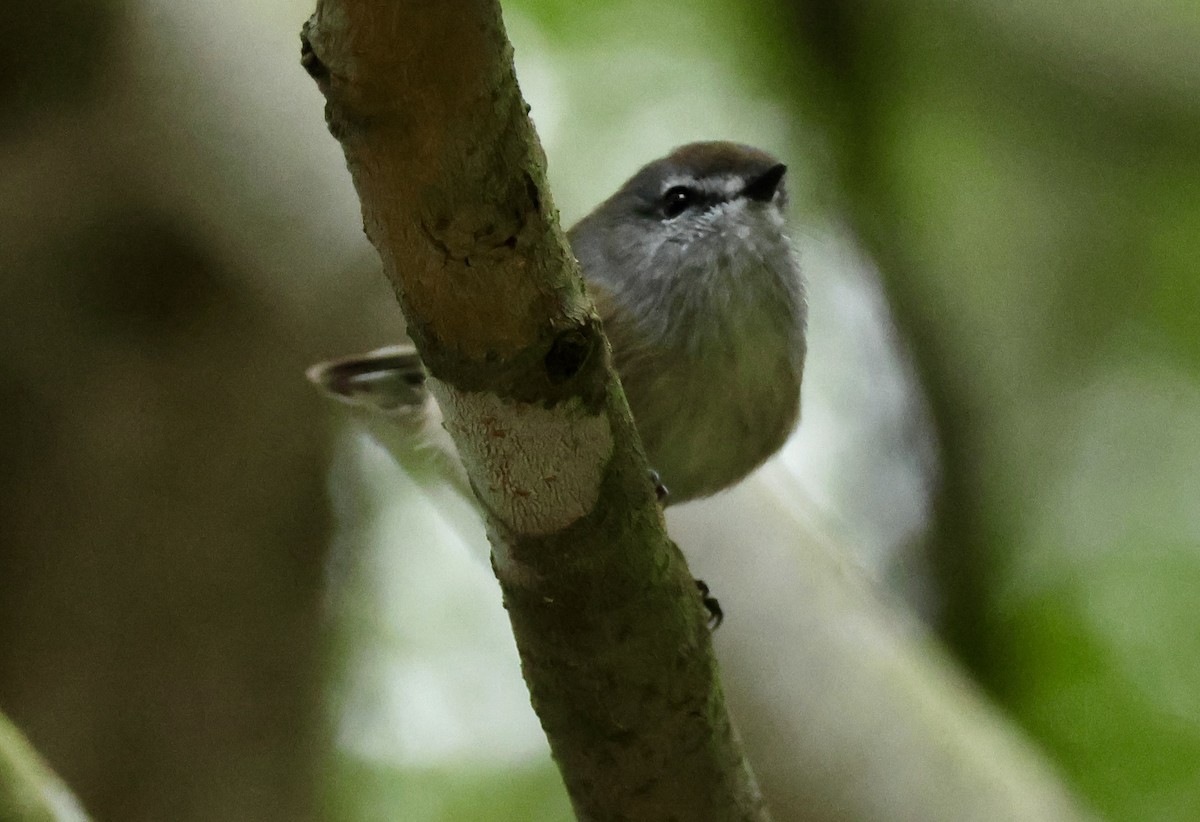 Brown Gerygone - Kerr Brad