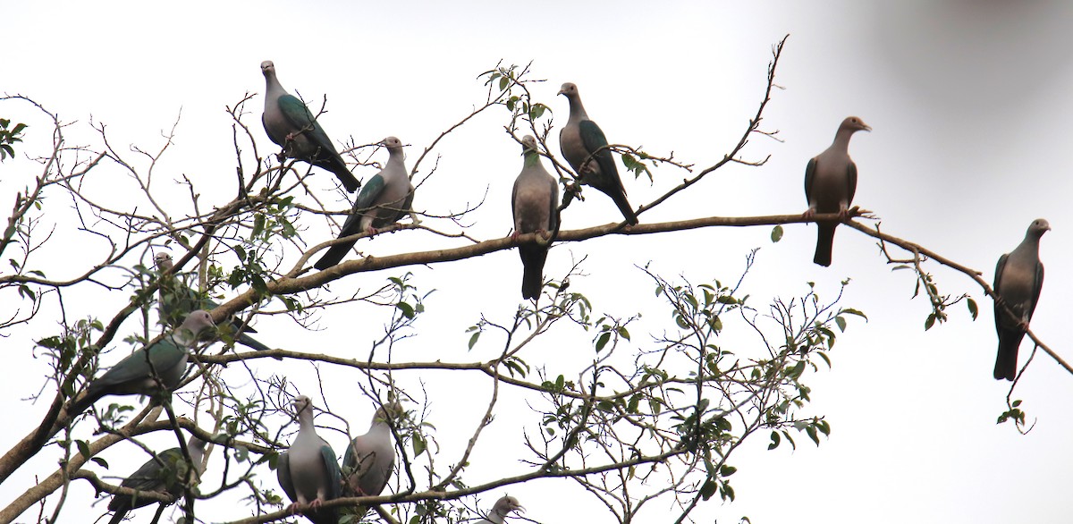 Green Imperial-Pigeon - Praveen H N