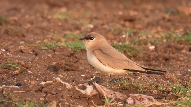 Small Pratincole - ML619217345