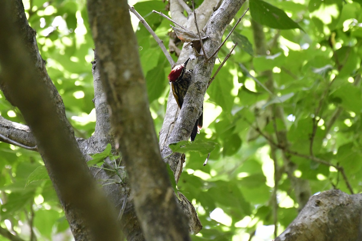 Common Flameback - Sathish Ramamoorthy