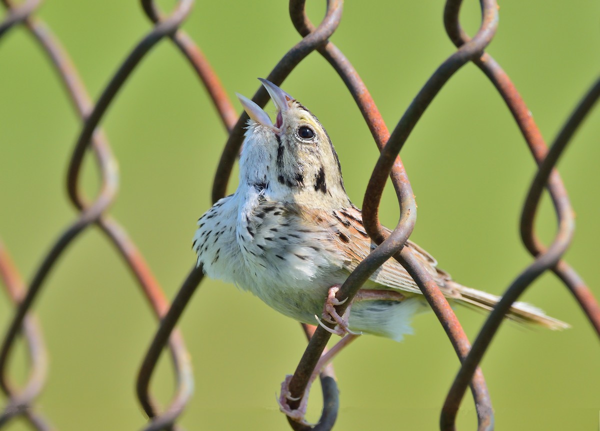 Henslow's Sparrow - ML619217362