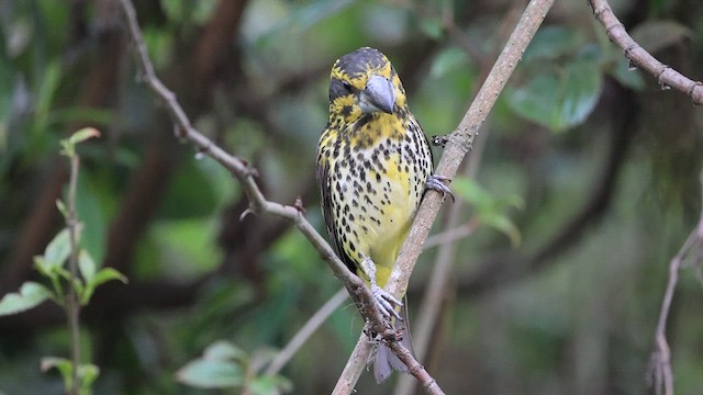 Spot-winged Grosbeak - ML619217369