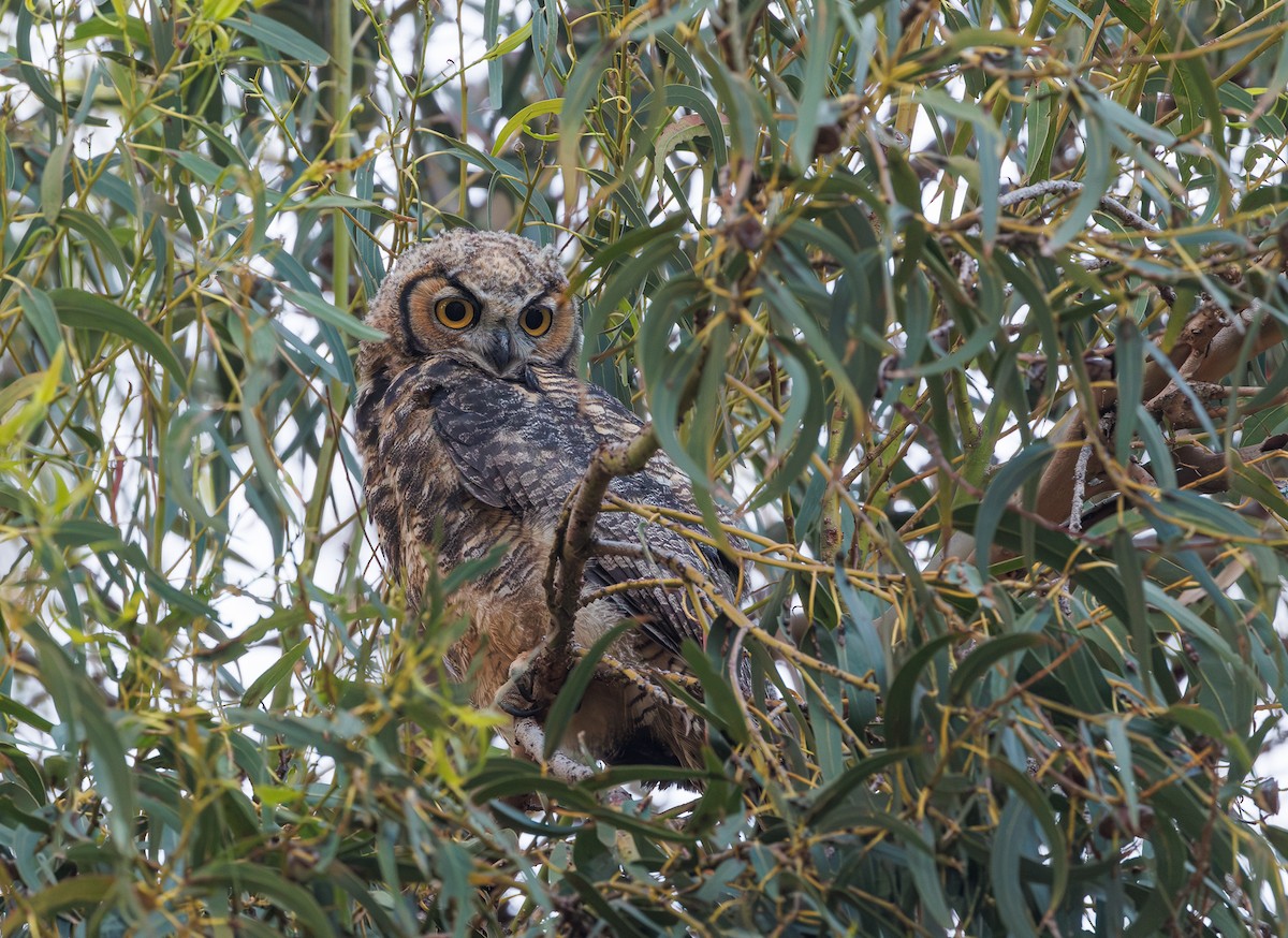 Great Horned Owl - ML619217370
