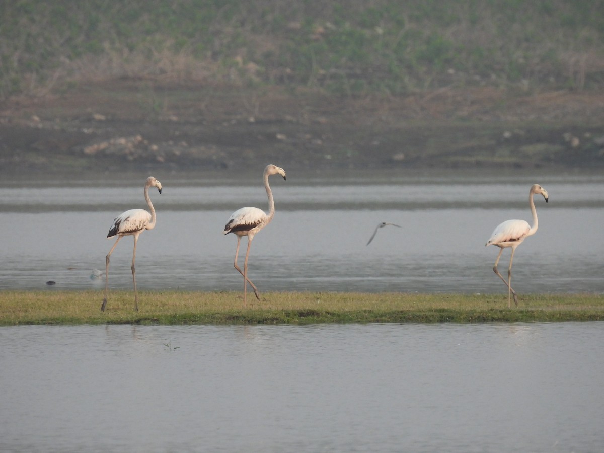 Greater Flamingo - ML619217376