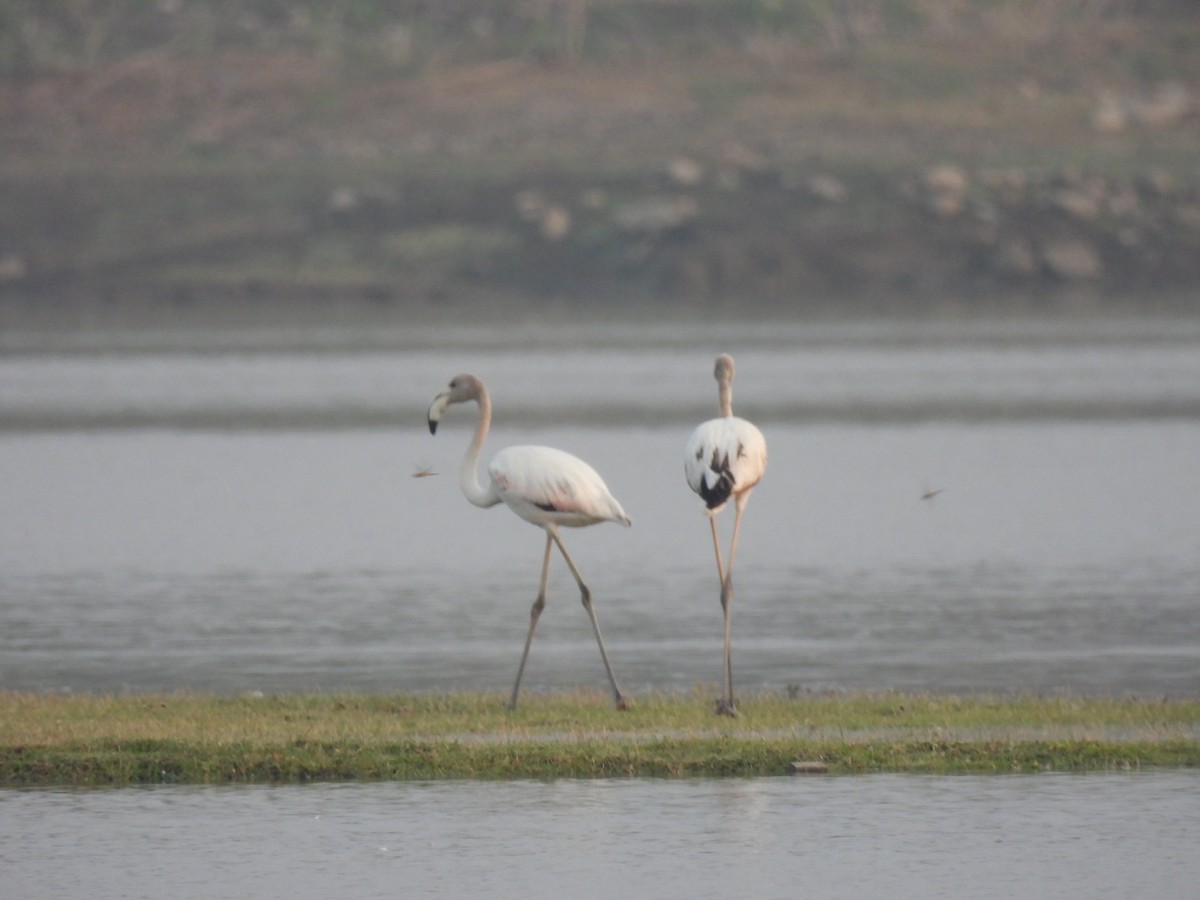 Greater Flamingo - ML619217377