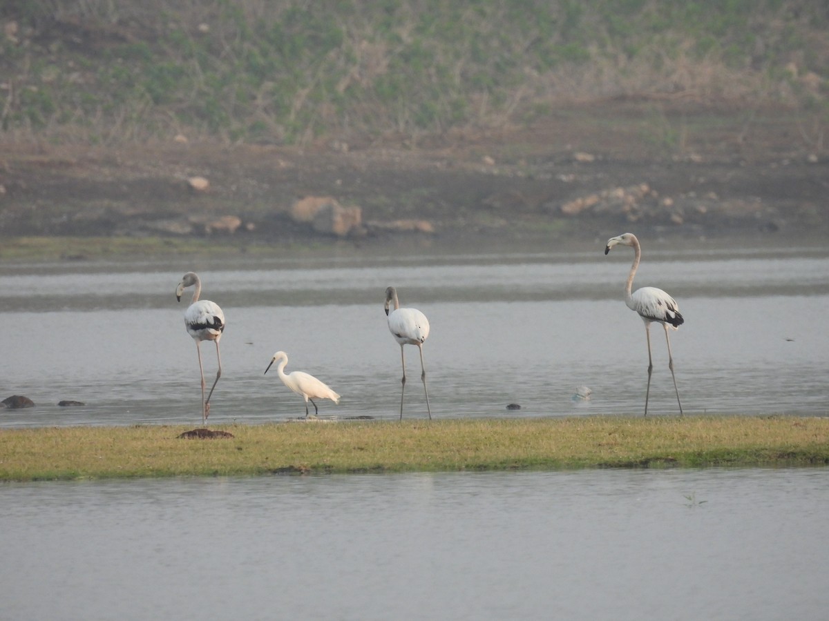 Greater Flamingo - ML619217379