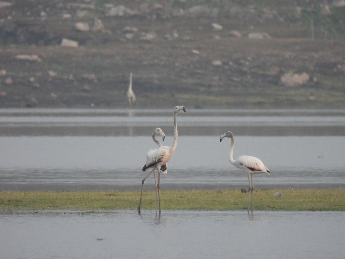 Greater Flamingo - ML619217380