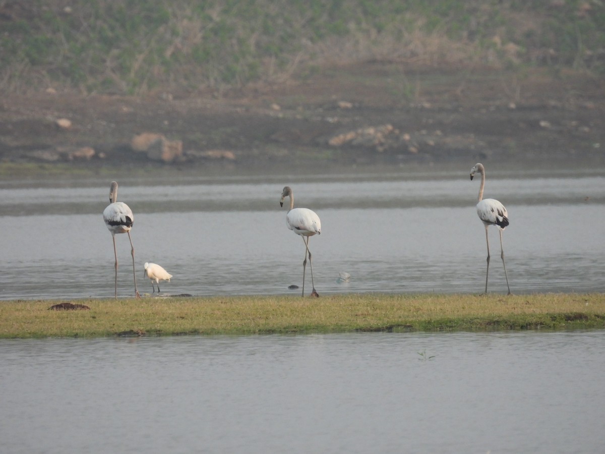 Greater Flamingo - ML619217381