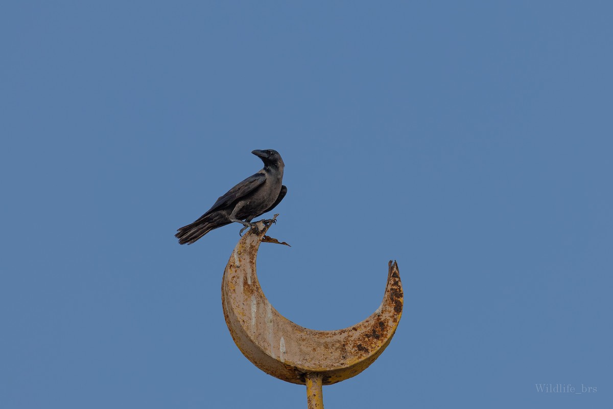 House Crow - ML619217386