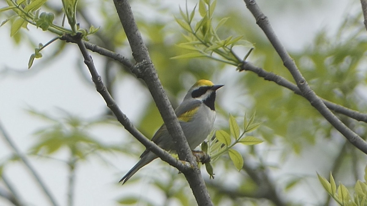 Golden-winged Warbler - Lucie Roy27