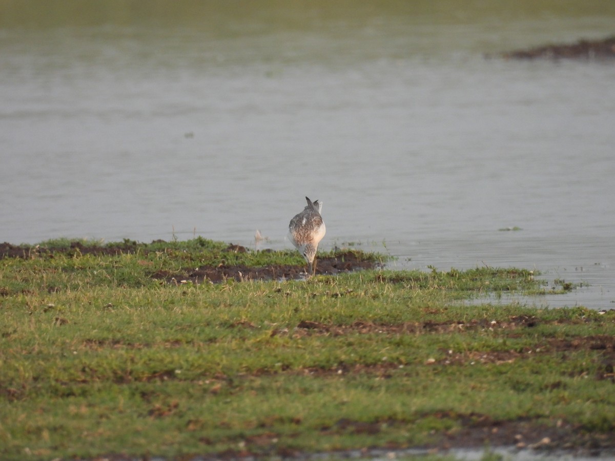 Common Greenshank - Ramesh Desai