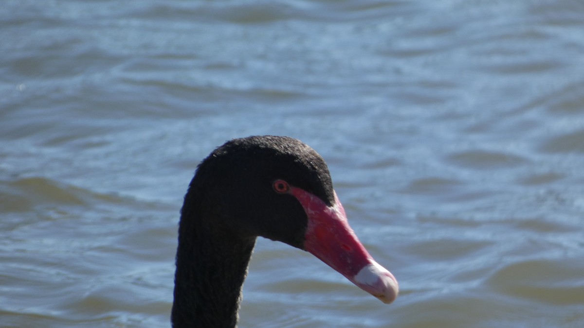Black Swan - ML619217424