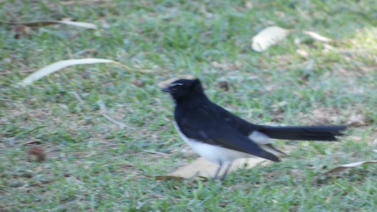 Willie-wagtail - Morgan Pickering