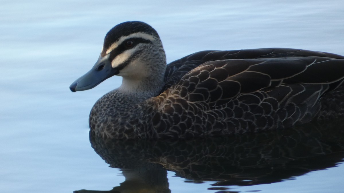Pacific Black Duck - Morgan Pickering