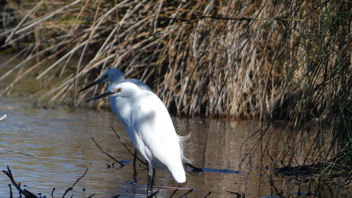 Little Egret (Australasian) - Morgan Pickering