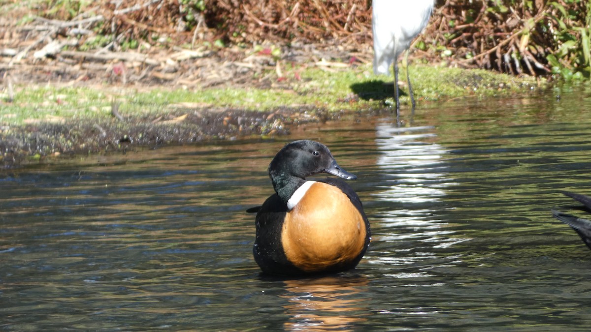 Australian Shelduck - Morgan Pickering