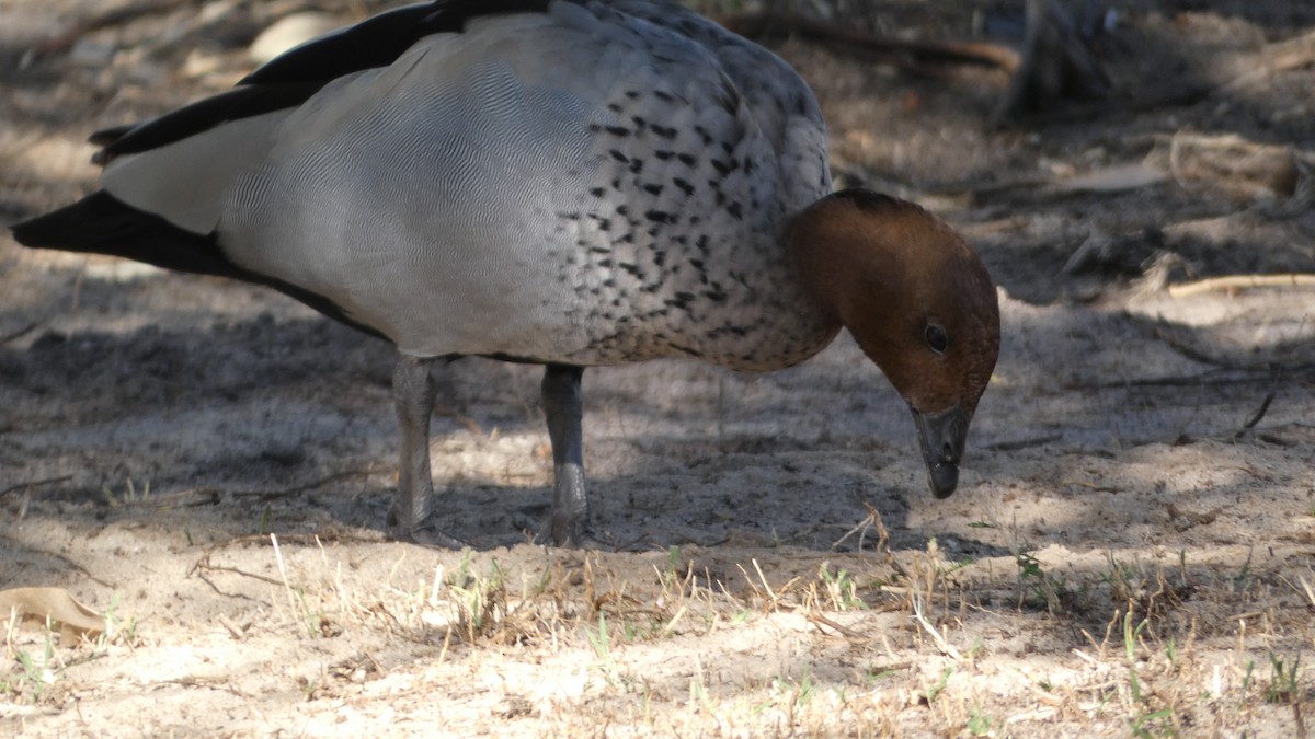 Canard à crinière - ML619217483