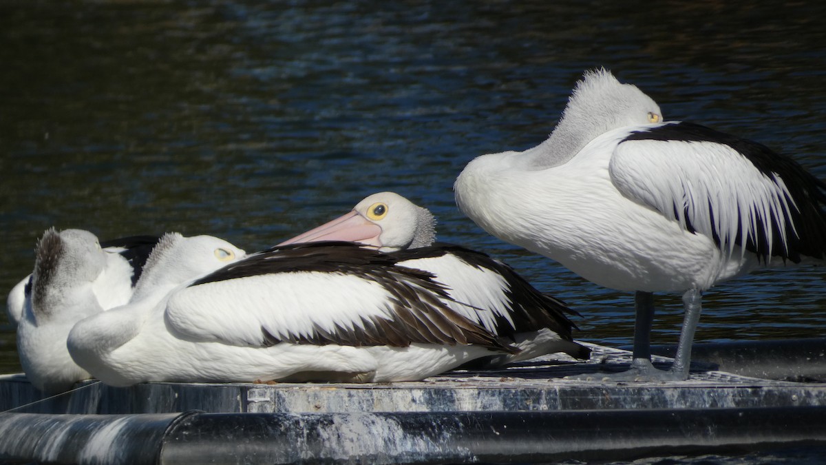 Australian Pelican - ML619217493