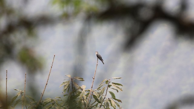 Lesser Cuckoo - ML619217501