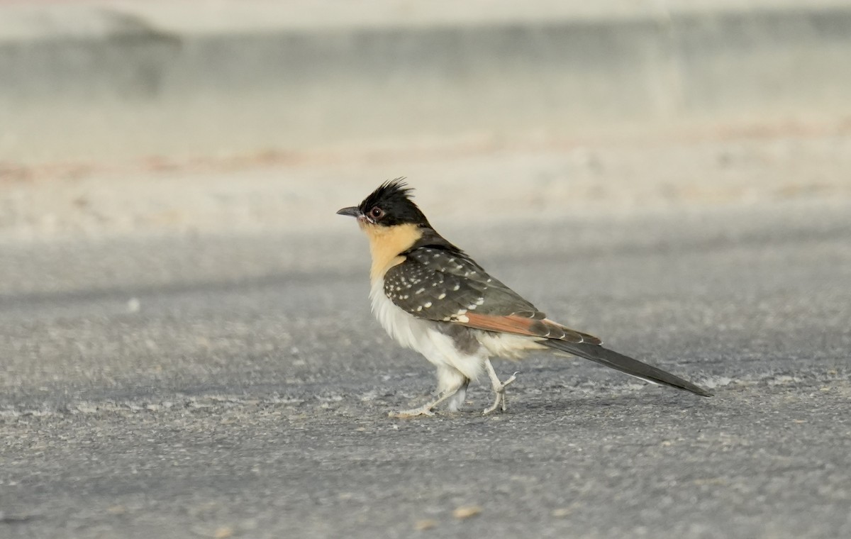 Great Spotted Cuckoo - ML619217502