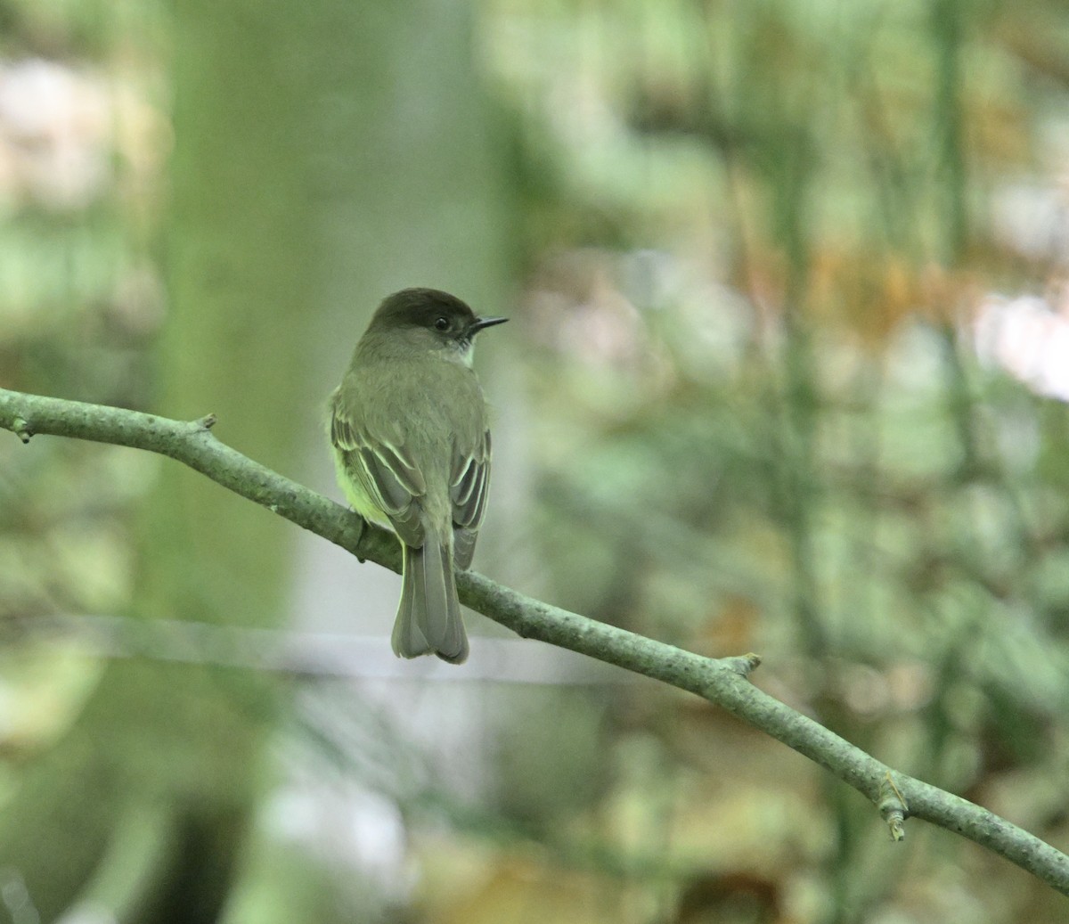 Eastern Phoebe - Louis Lemay