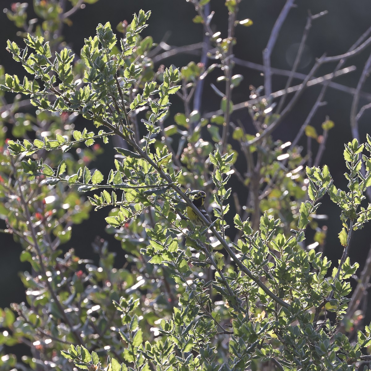 Townsend's Warbler - J. Breckenridge