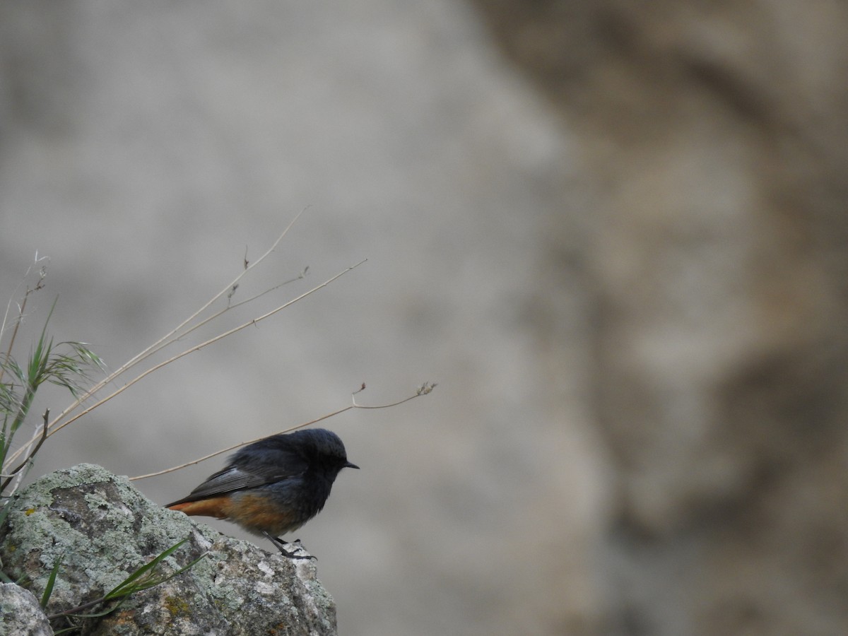 Black Redstart - ML619217529