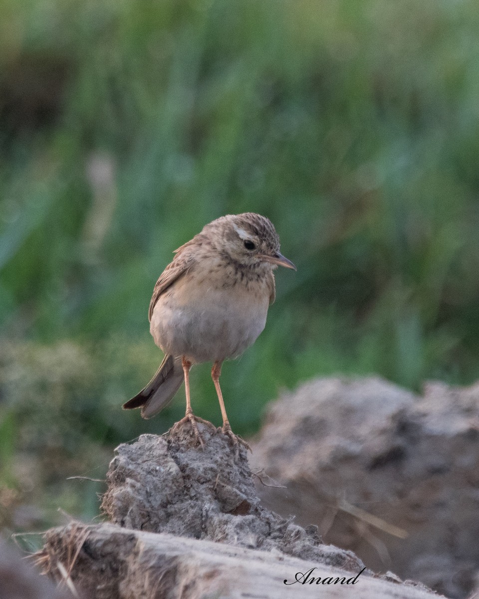 Paddyfield Pipit - Anand Singh