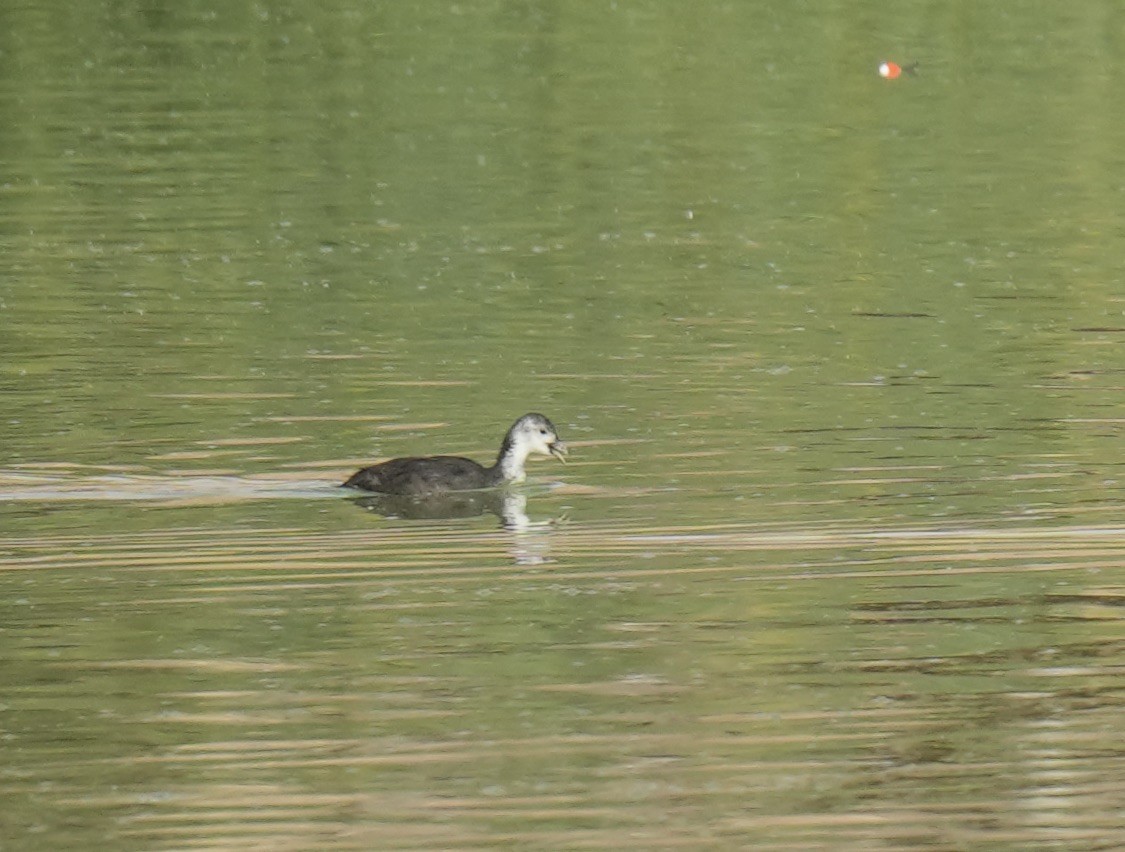 Eurasian Moorhen - ML619217555