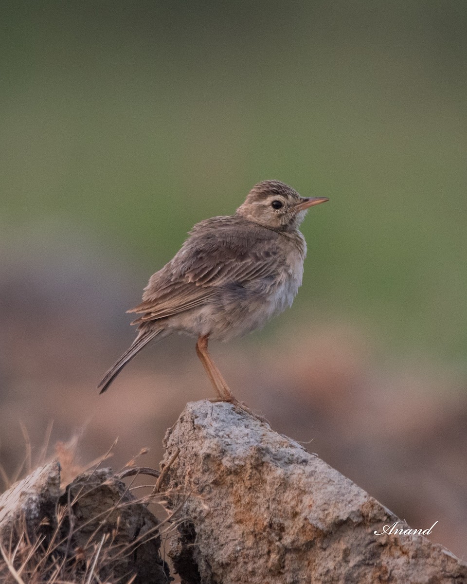 Paddyfield Pipit - Anand Singh