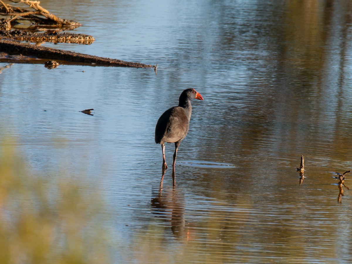 Australasian Swamphen - ML619217572