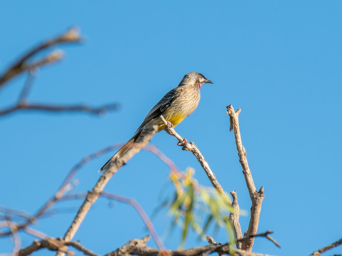 Red Wattlebird - ML619217589