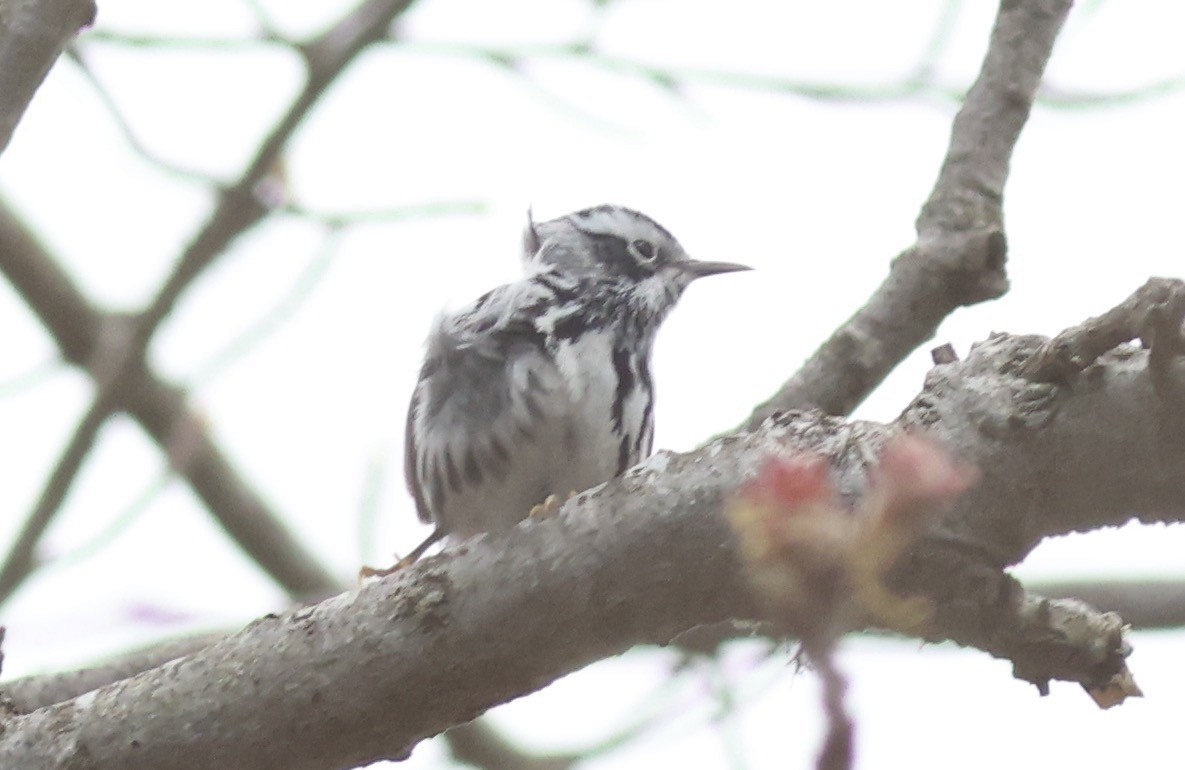 Black-and-white Warbler - ML619217594