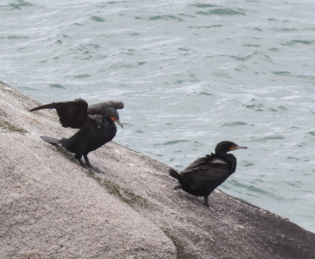 Double-crested Cormorant - Sea Williams