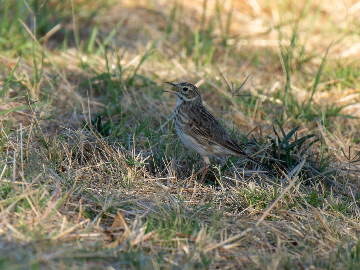 Australian Pipit - Ed Rice