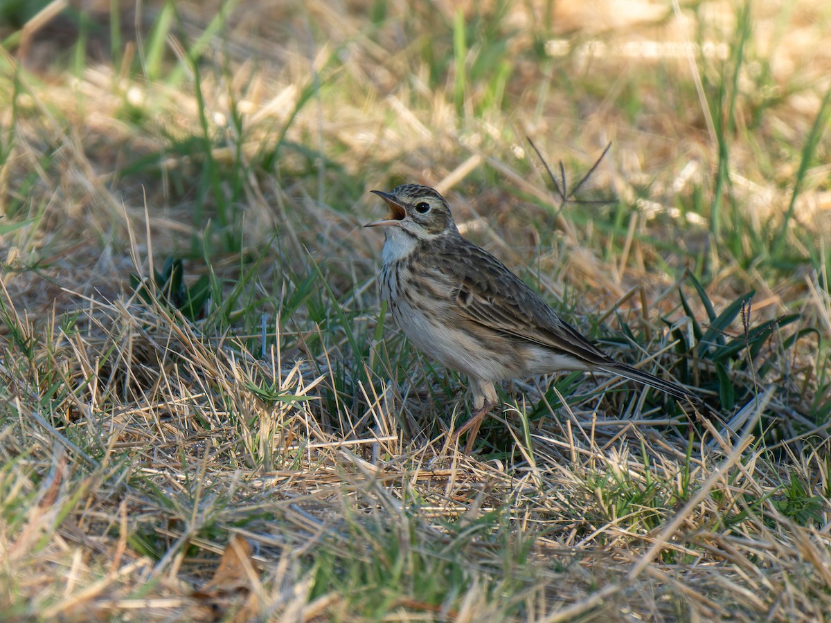 Australian Pipit - ML619217608