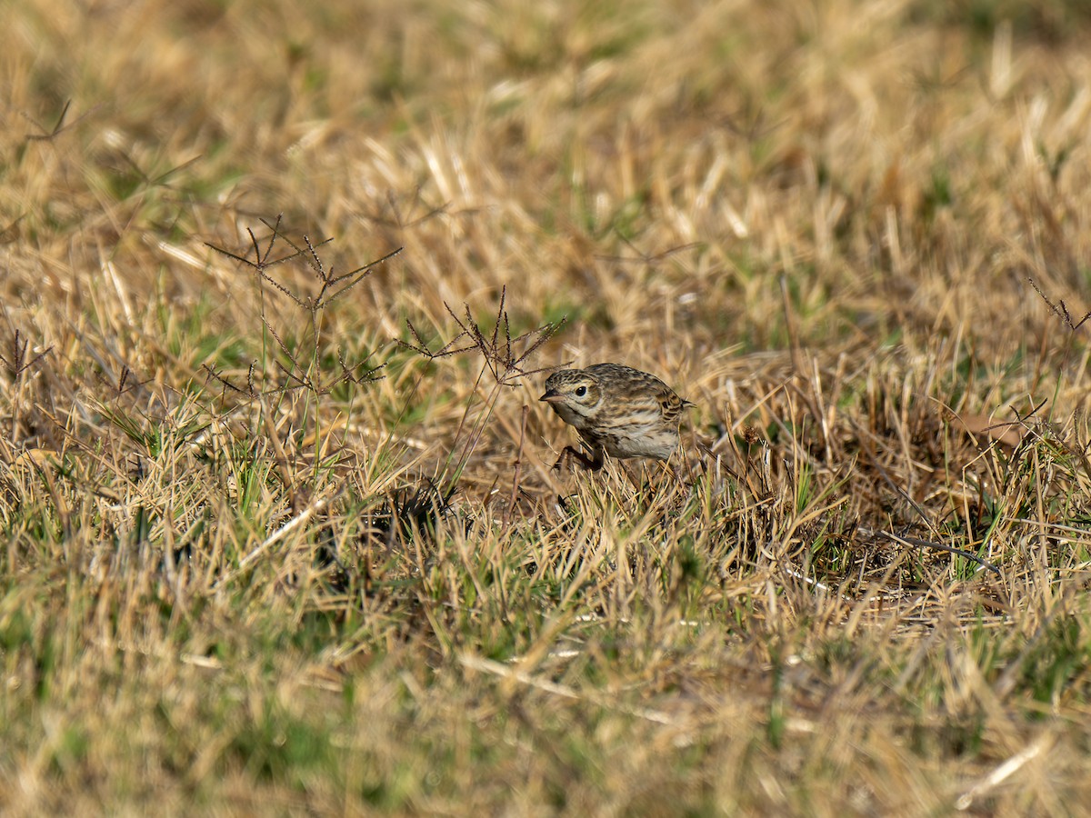 Australian Pipit - Ed Rice