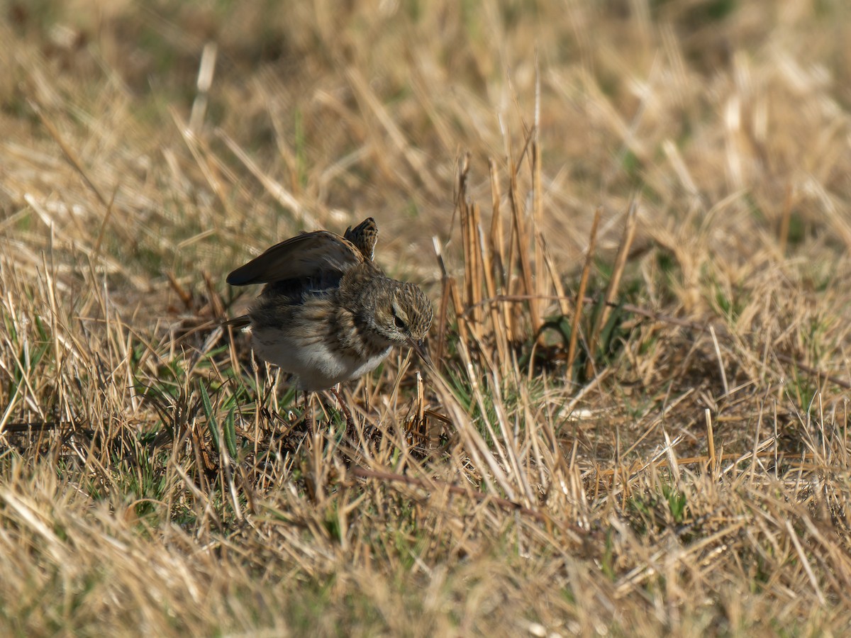 Australian Pipit - ML619217613