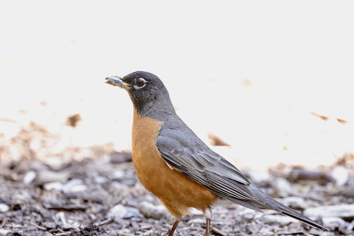 American Robin - J. Breckenridge