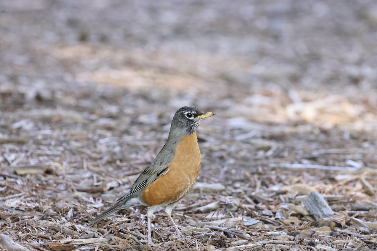 American Robin - J. Breckenridge